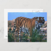 川を守る虎 ポストカード (正面/裏面)