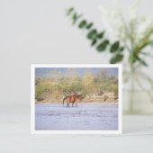 川を渡ること ポストカード (スタンド正面)