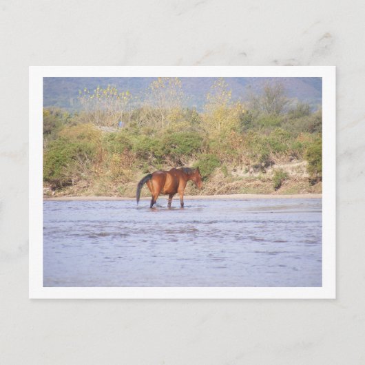 川を渡ること ポストカード (正面)