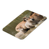 川を渡るサルとマーレ マグネット (左側)