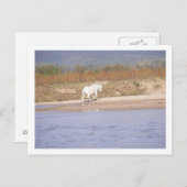 川を渡る白馬 ポストカード (正面/裏面)