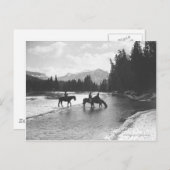 川を飲み渡る馬 ポストカード (正面/裏面)