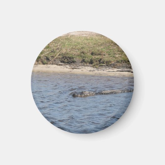 川岸の野生のアリゲーターの写真 マグネット (正面)