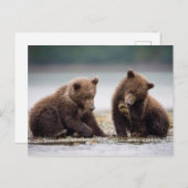 川沿いのクマの子 ポストカード (正面/裏面)