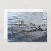 川、静物生活 ポストカード (正面/裏面)