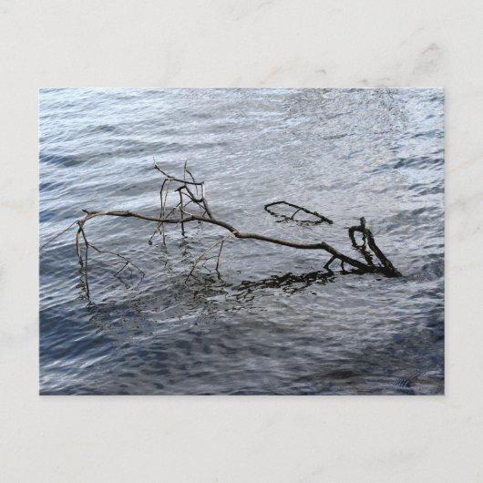 川、静物生活 ポストカード (正面)