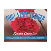 州の花オハイオの緋色カーネーション