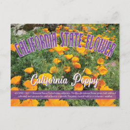 州の花カリフォルニアのポピー ポストカード