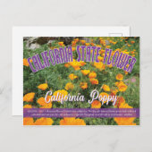 州の花カリフォルニアのポピー ポストカード (正面/裏面)