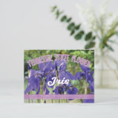 州の花テネシー虹彩 ポストカード (スタンド正面)