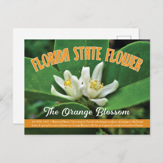 州の花フロリダオレンジの花 ポストカード (正面/裏面)