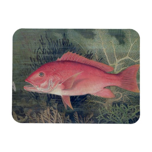 州の魚の遊び口から赤菜統一された花 マグネット (横)