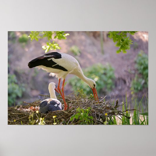 巣に白いコウノトリがいる ポスター (正面)