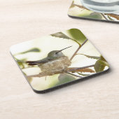 巣の上のメスのハミングバード コースター (左側)