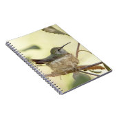 巣の上のメスのハミングバード ノートブック (右側)