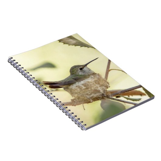 巣の上のメスのハミングバード ノートブック (右側)