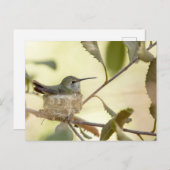 巣の上のメスのハミングバード ポストカード (正面/裏面)