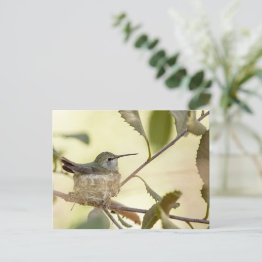 巣の上のメスのハミングバード ポストカード (スタンド正面)