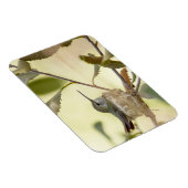 巣の上のメスのハミングバード マグネット (右側)