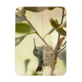 巣の上のメスのハミングバード マグネット (縦)