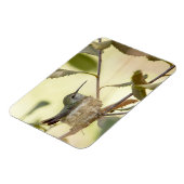 巣の上のメスのハミングバード マグネット (左側)