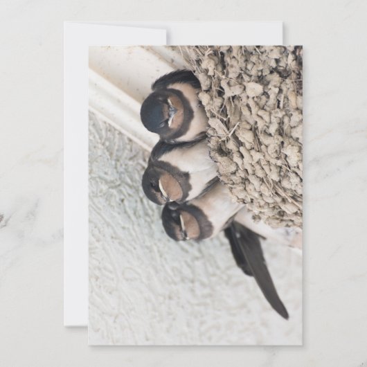 巣の中に座っている巣を飲み込む 招待状 (正面)