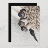 巣の中に座っている巣を飲み込む 招待状 (正面/裏面)