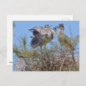 巣の中のアオサギ ポストカード (正面/裏面)