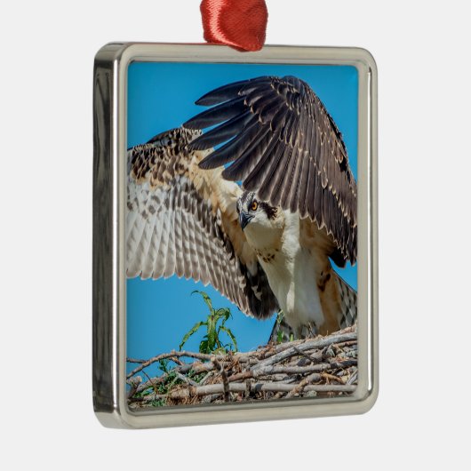 巣の中のオスプレイの少年 メタルオーナメント (右)