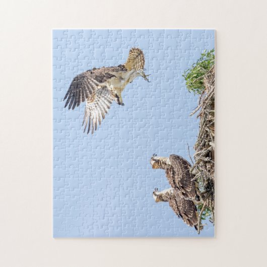 巣の中のオスプレイ（3つのアミゴス） ジグソーパズル (縦)