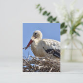 巣の中の白いコウノトリ ポストカード (スタンド正面)