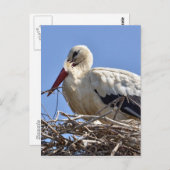 巣の中の白いコウノトリ ポストカード (正面/裏面)