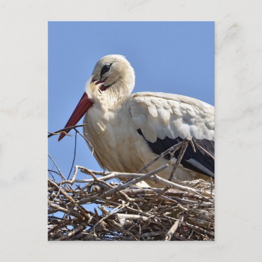 巣の中の白いコウノトリ ポストカード (正面)