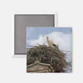 巣の中の白いコウノトリ マグネット (正面/裏面)