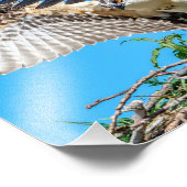 巣の中の10x8少年オスプレイ フォトプリント (角)