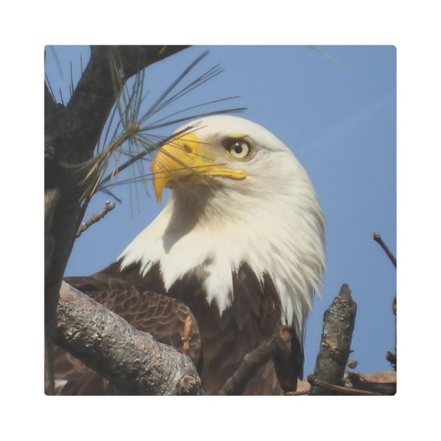 巣の威厳のある中の成熟したハゲのワシ メタルプリント (正面)