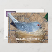 巣はがき上のダイヤモンド鳩 ポストカード (正面/裏面)