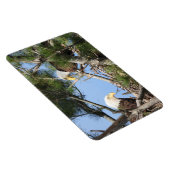 巣を作るハゲのワシのペア マグネット (右側)