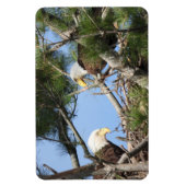 巣を作るハゲのワシのペア マグネット (縦)