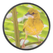 巣を作る時間 アイスホッケーパック (正面)