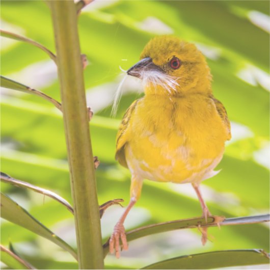 巣を作る時間 シール (正面)