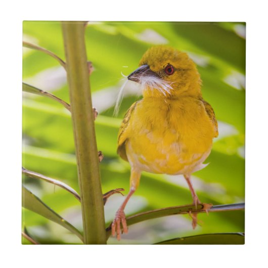 巣を作る時間 タイル (正面)