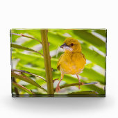 巣を作る時間 フォトブロック (正面)