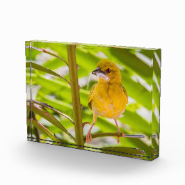 巣を作る時間 フォトブロック