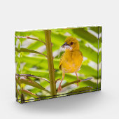 巣を作る時間 フォトブロック (左)