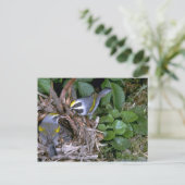 巣を持つ黄金色の翼を持つワーブラー ポストカード (スタンド正面)