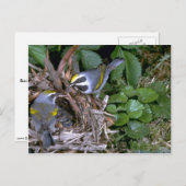 巣を持つ黄金色の翼を持つワーブラー ポストカード (正面/裏面)