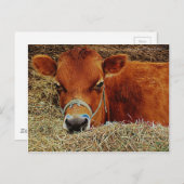 巣状牛 ポストカード (正面/裏面)