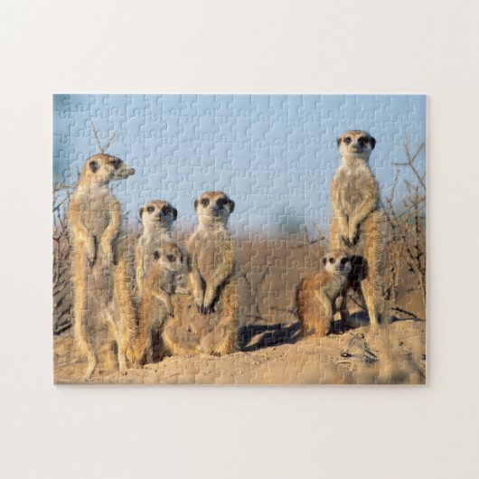 巣穴で日向ぼっこをするスリカットの一家 ジグソーパズル (横)