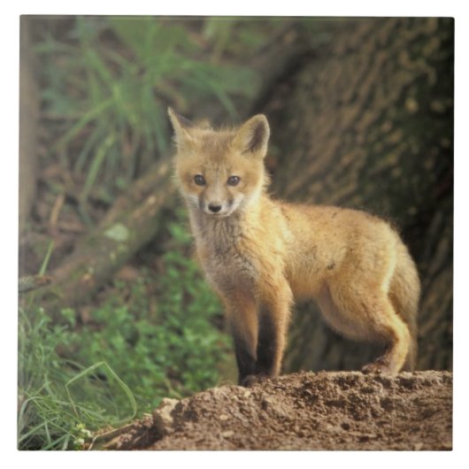 巣穴の前のアカギツネの幼獣 (Vulpes vulpes) タイル (正面)